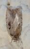 Agonopterix ocellana
